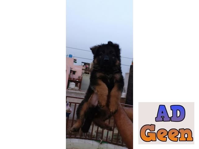 used All Breed Top Quality puppies available 9891116714 German Shepherd for sale 